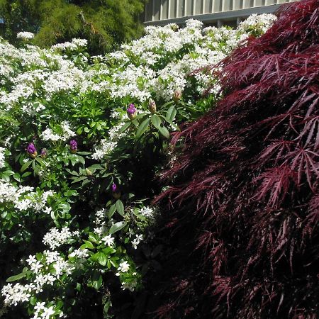 Garden Bed And Breakfast クライストチャーチ エクステリア 写真