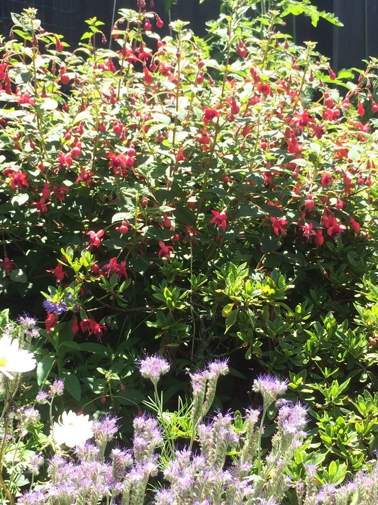 Garden Bed And Breakfast クライストチャーチ エクステリア 写真