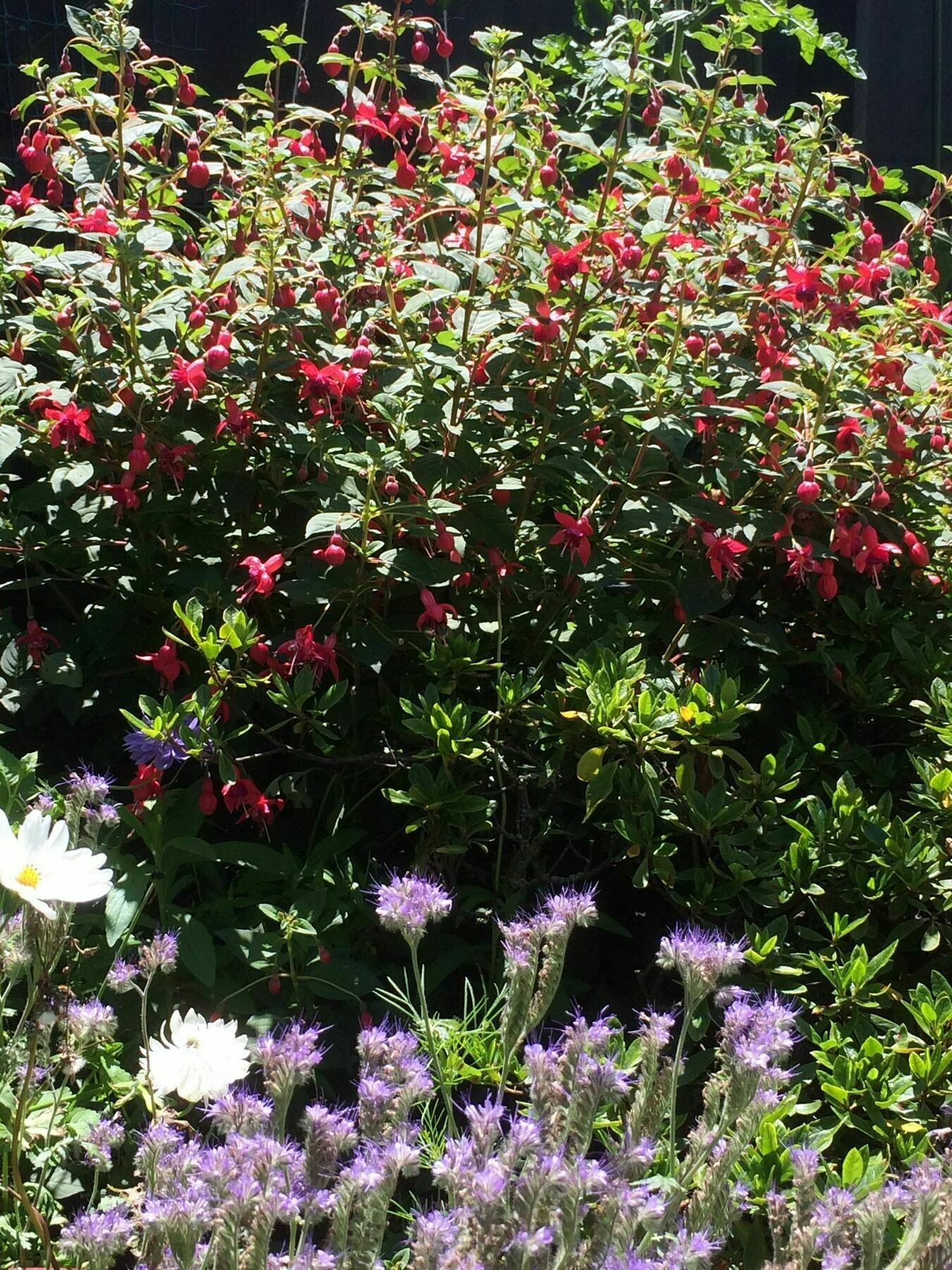 Garden Bed And Breakfast クライストチャーチ エクステリア 写真