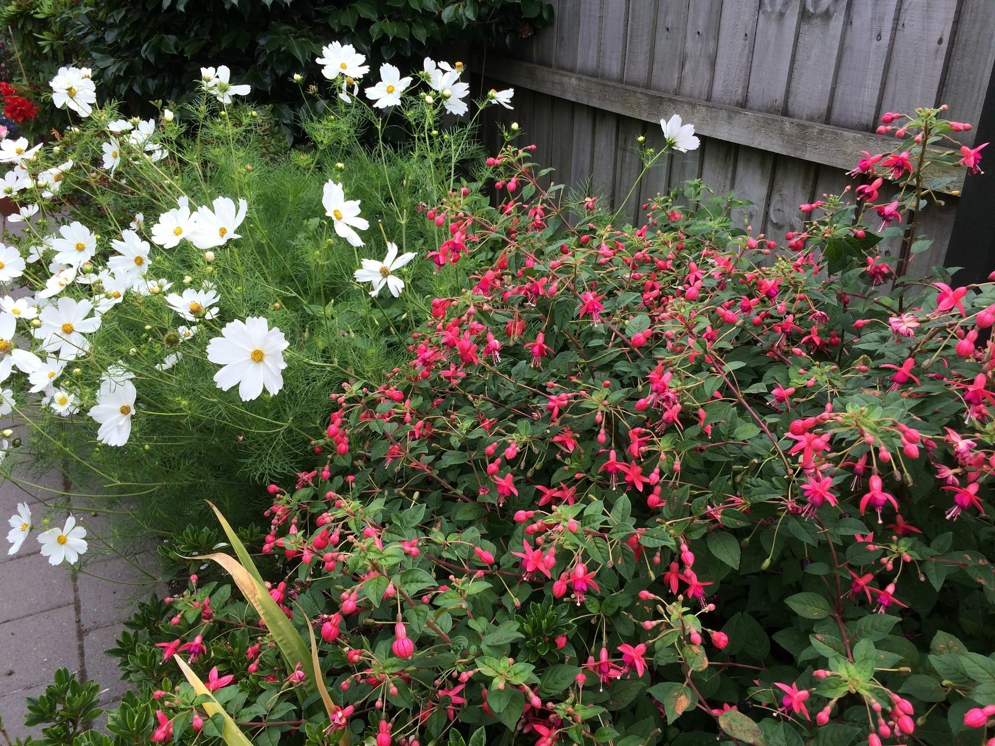 Garden Bed And Breakfast クライストチャーチ エクステリア 写真